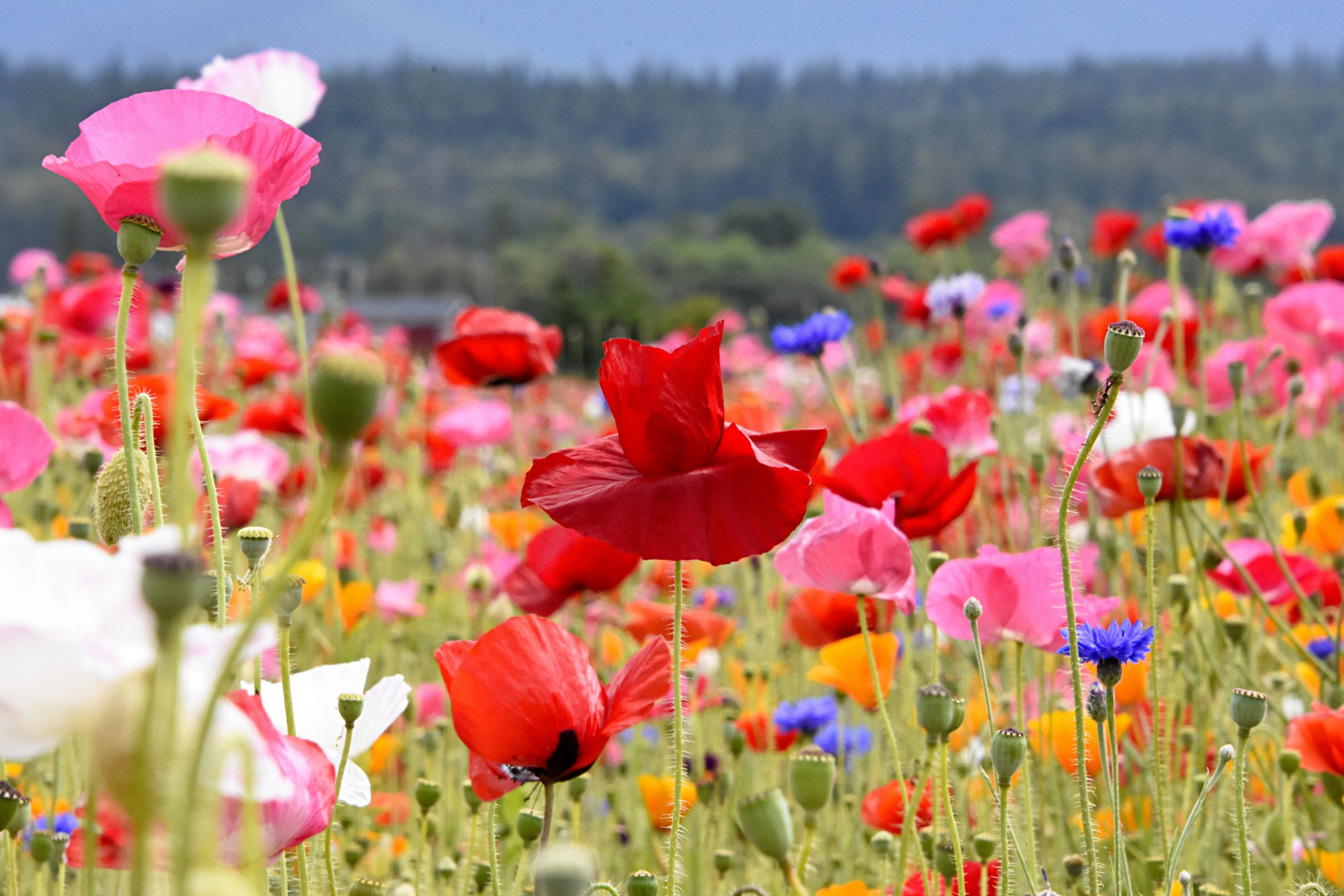 11 ways to stay symptom-free this hay fever season